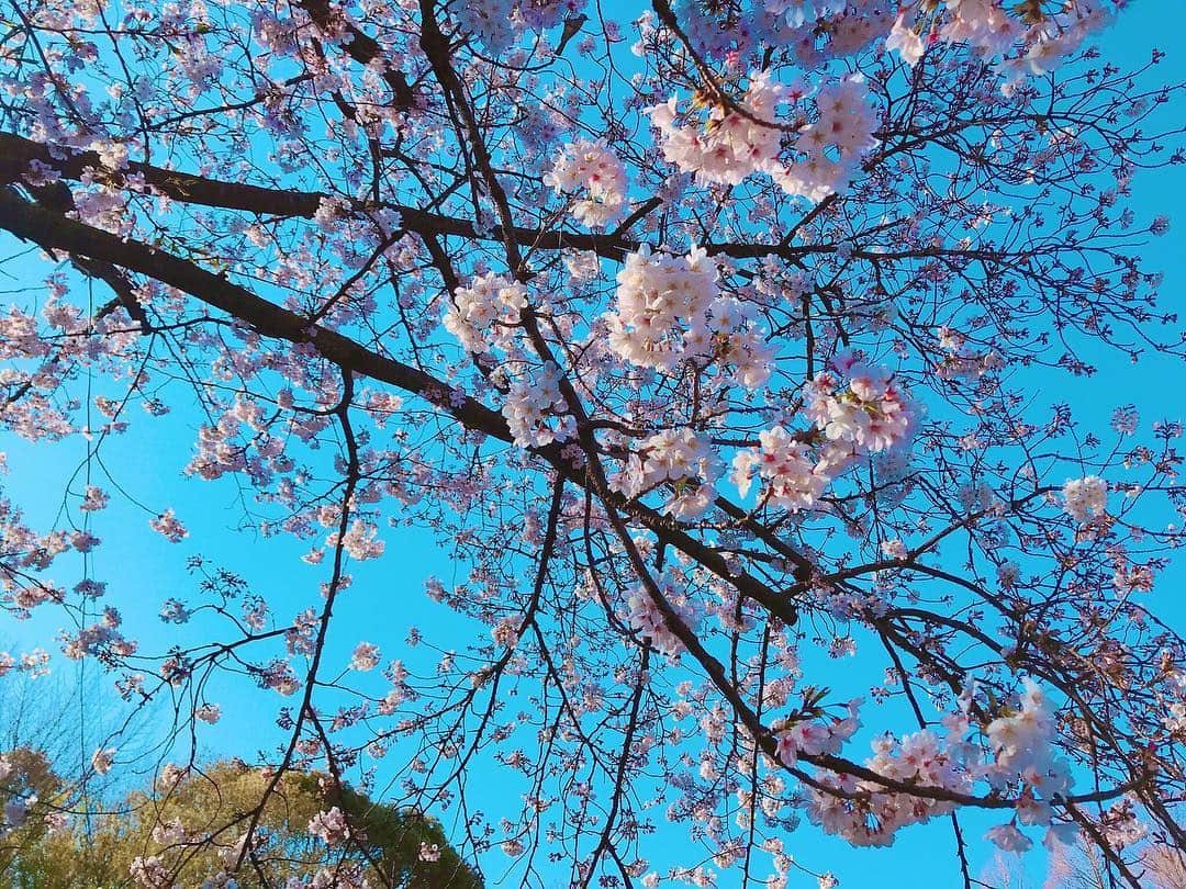 橘花凛さんのインスタグラム写真 - (橘花凛Instagram)「‪おはよ！早起きしてお散歩してたらきれいな桜を見つけました🥰‬ ‪癒し✨‬ ‪今日も一日頑張りましょう！！‬」4月2日 8時01分 - rintakahashi0809