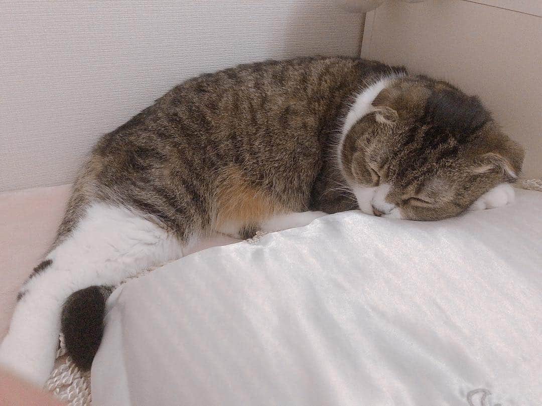 宇佐美あいりさんのインスタグラム写真 - (宇佐美あいりInstagram)「#おはよう さぎ🐰💓ランたんの寝顔😽💕ツンデレなので横でなかなか寝てくれないから何回も横に連れてくるとしかたないなって感じで寝てくれるのwそのわりにはゴロゴロ、コロコロすごいしwホントツンデレちゃん😹w誰に似たの？😗w #愛猫#猫#ねこ#cat#고양이#애완동물#スコティッシュフォールド#귀여운#デブ猫#にゃんすた#にゃんすたグラム#みんねこ#ねこ部#ねこのきもち#猫好き#寝顔#寝起き#ツンデレ#天邪鬼#私と同じ#似てる#instacat#catstagram#猫バカ#followme」4月2日 8時02分 - airi.usami_official