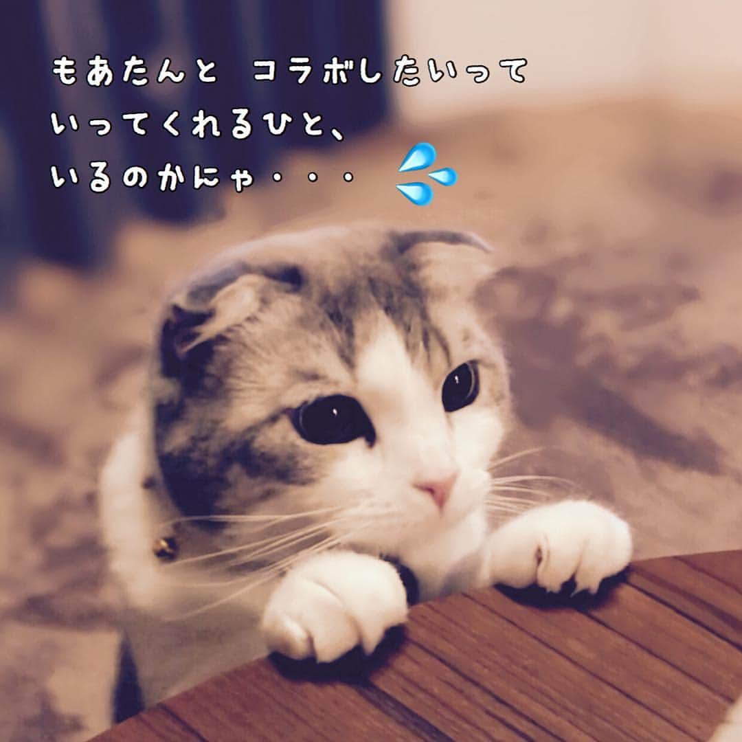 ohshima_moaさんのインスタグラム写真 - (ohshima_moaInstagram)「・ ・ お知らせです😺ただいま島忠さんで ［シマホペットモデル募集キャンペーン］ 開催中です❀︎❀︎❀︎ ・ かわいいペットの写真を投稿して 皆さまからの投票でモデルが決まります！ ・ 投票方法👉投票ページから  お目当ての子の写真下の 「かわいいっ」ボタンを押してね。 (１日１０回投票できます) ・ ❀︎１〜３位に選ばれたお写真❀︎ シマホペットモデルとして 雑誌【いぬのきもち】【ねこのきもち】 9月号内の島忠広告記事に載ります ・ ❀︎４〜５位のお写真❀︎ anicasタレントさんが あなたのワンニャンとのコラボ画像を インスタに投稿、画像はプレゼント！ ・ ※同時に２,５００円以上のレシートで 豪華賞品が当たるキャンペーン中‼︎ こちらもぜひチェック✨ ・ ▽▽▽▽▽▽▽▽▽▽▽▽▽▽▽ キャンペーン応募へは シマホペット公式LINE@アカウント 『＠shimahopet』を友達登録してね △△△△△△△△△△△△△△△ ・ ・ #シマホ #島忠 #島忠ホームズ #シマホペット #ペットモデル #シマホペットモデル ・ ■モデル投票ページ https://shimahopet.3day.pet ・ ■モデル応募ページ https://shimahopet.3day.pet/petmodel_entry/ ・ ■購入キャンペーン https://shimahopet.3day.pet/campaign」4月2日 8時12分 - ohshima_moa