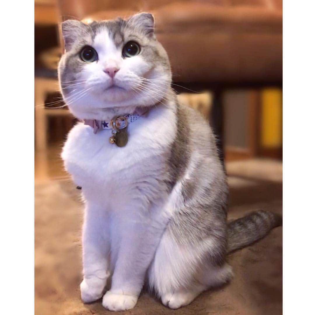 ohshima_moaさんのインスタグラム写真 - (ohshima_moaInstagram)「・ ・ お知らせです😺ただいま島忠さんで ［シマホペットモデル募集キャンペーン］ 開催中です❀︎❀︎❀︎ ・ かわいいペットの写真を投稿して 皆さまからの投票でモデルが決まります！ ・ 投票方法👉投票ページから  お目当ての子の写真下の 「かわいいっ」ボタンを押してね。 (１日１０回投票できます) ・ ❀︎１〜３位に選ばれたお写真❀︎ シマホペットモデルとして 雑誌【いぬのきもち】【ねこのきもち】 9月号内の島忠広告記事に載ります ・ ❀︎４〜５位のお写真❀︎ anicasタレントさんが あなたのワンニャンとのコラボ画像を インスタに投稿、画像はプレゼント！ ・ ※同時に２,５００円以上のレシートで 豪華賞品が当たるキャンペーン中‼︎ こちらもぜひチェック✨ ・ ▽▽▽▽▽▽▽▽▽▽▽▽▽▽▽ キャンペーン応募へは シマホペット公式LINE@アカウント 『＠shimahopet』を友達登録してね △△△△△△△△△△△△△△△ ・ ・ #シマホ #島忠 #島忠ホームズ #シマホペット #ペットモデル #シマホペットモデル ・ ■モデル投票ページ https://shimahopet.3day.pet ・ ■モデル応募ページ https://shimahopet.3day.pet/petmodel_entry/ ・ ■購入キャンペーン https://shimahopet.3day.pet/campaign」4月2日 8時12分 - ohshima_moa