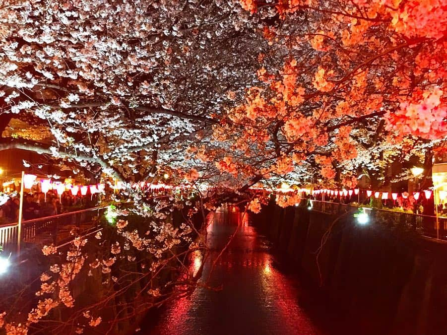 五十嵐恭雄さんのインスタグラム写真 - (五十嵐恭雄Instagram)「中目黒で夜桜見物🌸 続きはblogで✍️ https://ameblo.jp/ikarashi1983/entry-12451235321.html  プロフィールから飛べます！🙋‍♂️ #桜 #夜桜  #中目黒 #sakura #cherryblossom  #」4月2日 8時05分 - yasuo_ikarashi_