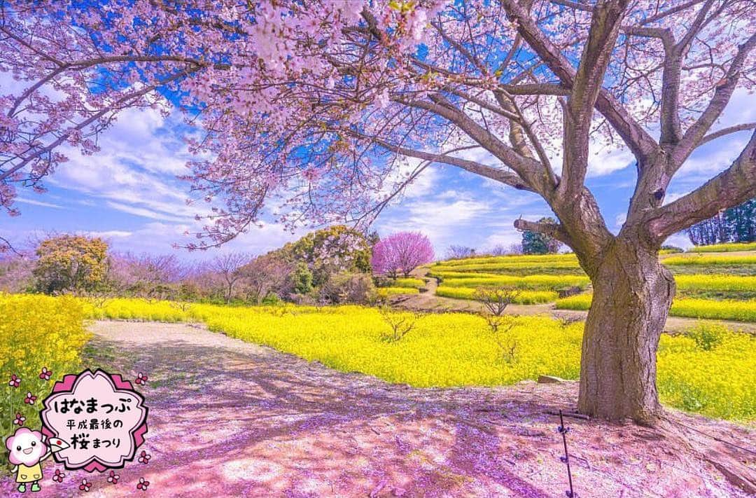 はなまっぷ❁日本の花風景さんのインスタグラム写真 - (はなまっぷ❁日本の花風景Instagram)「🍃🌸はなまっぷ平成最後の桜まつり🌸🍃 * @ramumi8 さんの 平成の桜に花まるを💮 * 平成を彩る日本の美しい桜をありがとうございます😊🌸🍃 * 佐賀  #祐徳稲荷神社 Yutokuinari shrine, Saga Pref. * 見頃を過ぎている場所もご紹介しています。 お出かけの際はHP等で最新の情報をご確認くださいね🙏🌸🍃 * 🌸•••🍃•••🌸•••🍃•••🌸•••🍃•••🌸 * 🌸桜まつり概要🌸 * 期間:平成最後の日まで タグ:#はなまっぷ * #はなまっぷ  のタグの中から、桜のお写真をどんどんご紹介させていただきます。期間中はランダムに、複数枚投稿でもご紹介させていただく場合がございます。 * #桜#sakura#花見#さくら#日本#春#花#平成最後の#満開#桜 * 🌸•••🍃•••🌸•••🍃•••🌸•••🍃•••🌸 * はなまっぷより * 💌LINEスタンプ「はなまっぷちゃん」絶賛発売中！みなさんのLINEにも花まるを💮 💌はなまっぷ本、Amazonや全国の書店さんで満開です！ぜひお手にとっていただけると嬉しいです🌸 * LINEスタンプ、はなまっぷ本は、プロフ欄記載のTwitterアカウントよりご確認ください。 * 🌸•••🍃•••🌸•••🍃•••🌸•••🍃•••🌸 *」4月2日 8時06分 - hanamap
