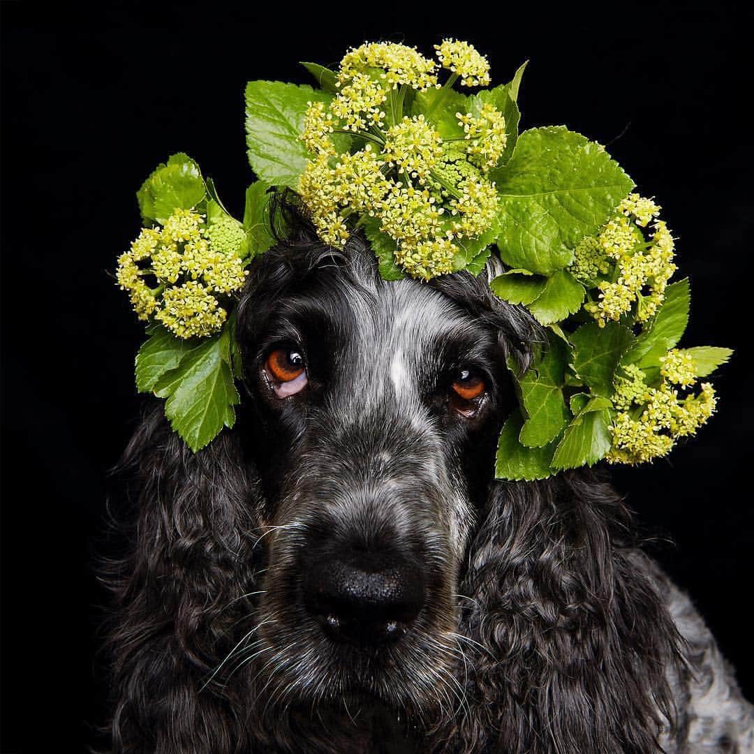 Instagramさんのインスタグラム写真 - (InstagramInstagram)「Dolly’s lunch doubles as her flower crown. The English cocker spaniel loves to eat (or wear) edible Alexanders, a little-known vegetable that grows near her home in Herne Bay, England. “We only discovered it was a vegetable ourselves because Dolly started eating it and we wanted to make sure it was safe for her,” says Dolly’s human Liz Gregg (@blackwhite.gold). Follow along as we share more of our favorite submissions to last weekend’s hashtag project, #WHPFoodForThought. Photo by @blackwhite.gold」4月2日 8時06分 - instagram
