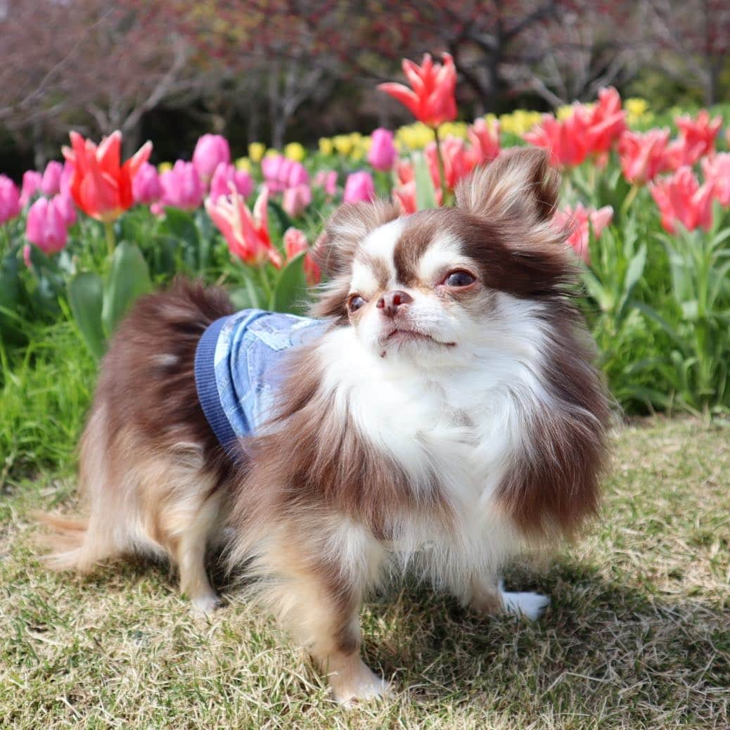 のインスタグラム：「* * お花見いきたーい😆🌷🌸 * * Lychee💗🌷 * * #チューリップ #chihuahua#chihuahualove#dogstgram#dog#instadog#チワワ#チワワ大好き * *」