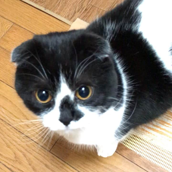 のインスタグラム：「Good morning!! ☀️おはムーギー‼︎ *  Muu Giee loves yogurt. ムギ坊はヨーグルトが大好きで、私が引き出しから🥄スプーンを取り出す音、ヨーグルトの容器のフタを開ける音を聞きつけて(寝ていても起きてきて)すっ飛んでくる🐄💨 * ↑最後、ガフガフ、げっぷ？してる？🤔 *  #牛柄組鼻まわり汚れ隊  #ムーギー#muugieeboy#neko#cat#猫#ネコ#ねこ#スコティッシュフォールド#まんじゅう部#scottishfold#catsofinstagram #cats_of_instagram#cats_lover#ハチワレ」