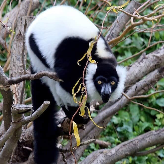 スミソニアン国立動物園さんのインスタグラム写真 - (スミソニアン国立動物園Instagram)「Black-and-white ruffed lemur Aloke has a feisty streak. Although he is very smart and enjoys participating in husbandry training sessions, he also has a tendency to try to steal food out of keepers’ treat pouches! During the day, visitors can often hear Aloke calling from the tree tops. He will turn 10 years old June 2. 🎉🎂 On Wednesday, join us in celebrating all our lemurs’ birthdays at Lemur Island!」4月2日 8時16分 - smithsonianzoo