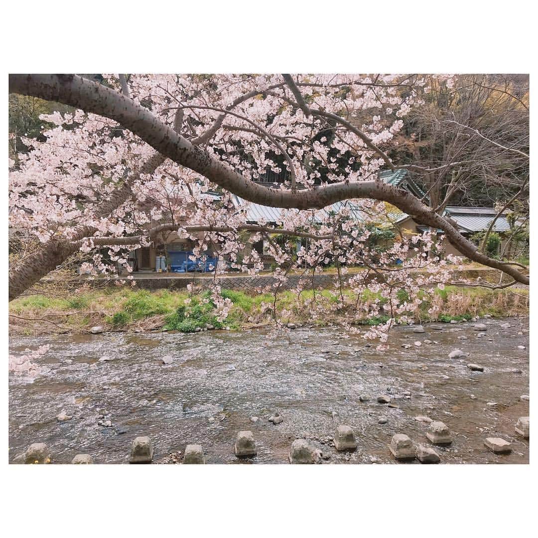 のインスタグラム：「gm☻ 今日も4月とは思えぬ寒さです🥶 花見は混んでるし、寒いから苦手💦 でも、空いているところでのんびり見る桜はやっぱり良いものです。 花見風呂最高🌸 #gm #cherryblossom」