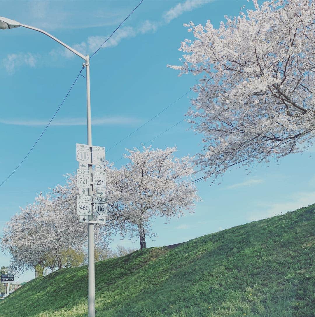 中邑真輔さんのインスタグラム写真 - (中邑真輔Instagram)「#sakura ?」4月2日 8時23分 - shinsukenakamura