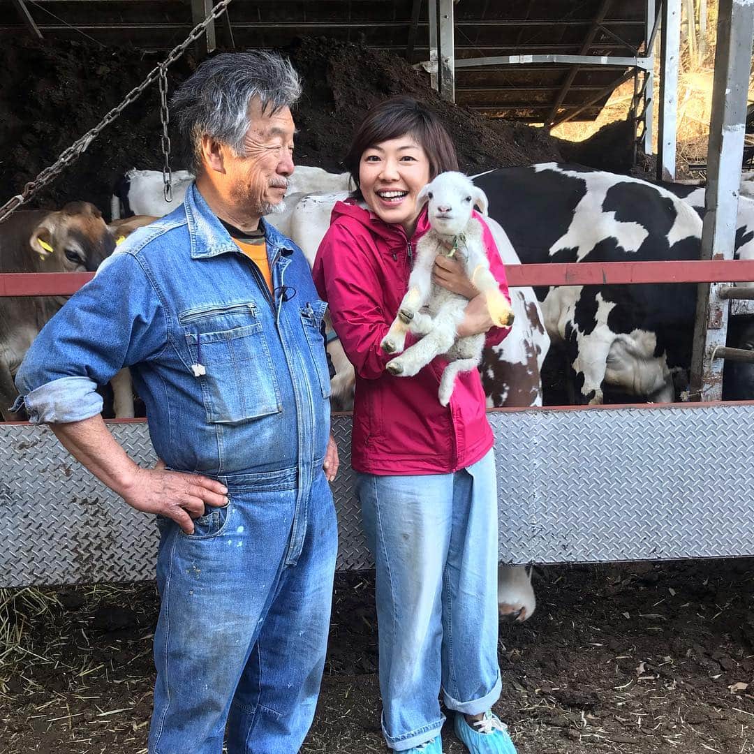 小谷あゆみのインスタグラム：「#なつぞら 始まったねー 朝ドラで酪農とりあげるとは嬉しいな 十勝の水は冷たいけどおいしそうー じゃがいも食べたい🥔🥔🥔 こちらは八王子の羊🐏🐑の赤ちゃんでーす」