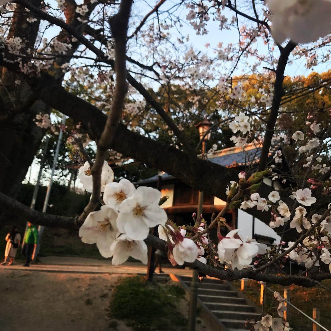 TOGGYのインスタグラム