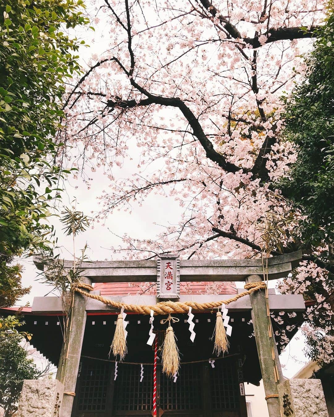 Naokoのインスタグラム：「blooming..🌸」
