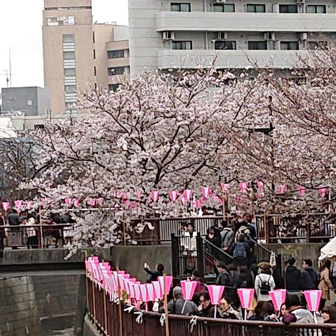 ナカムラ建設のインスタグラム：「土曜日、目黒川沿いでは人 、人、人、、。」