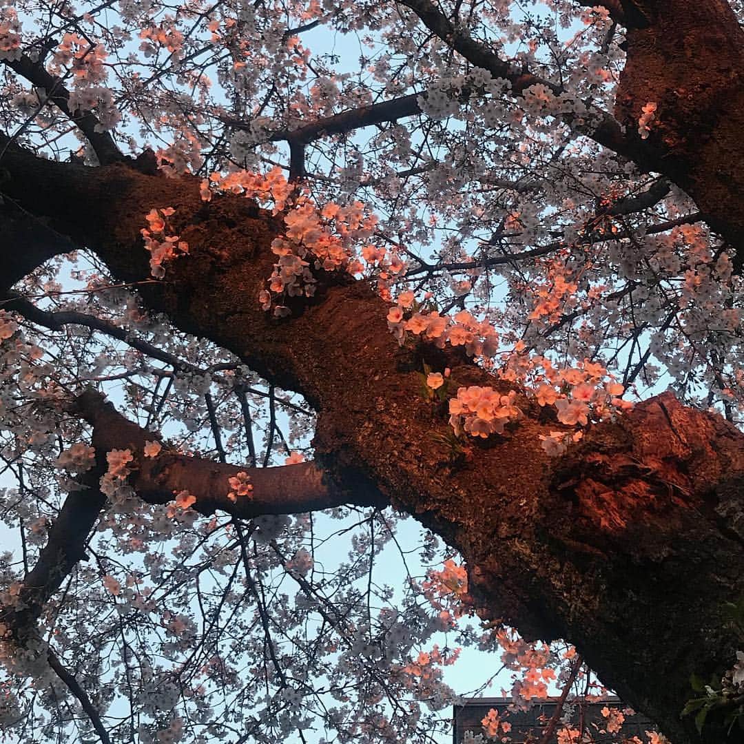 後藤しおりさんのインスタグラム写真 - (後藤しおりInstagram)「近所を散歩。夕陽に染まる桜、美しすぎてうっとり。」4月2日 17時57分 - shiorigoto_tou
