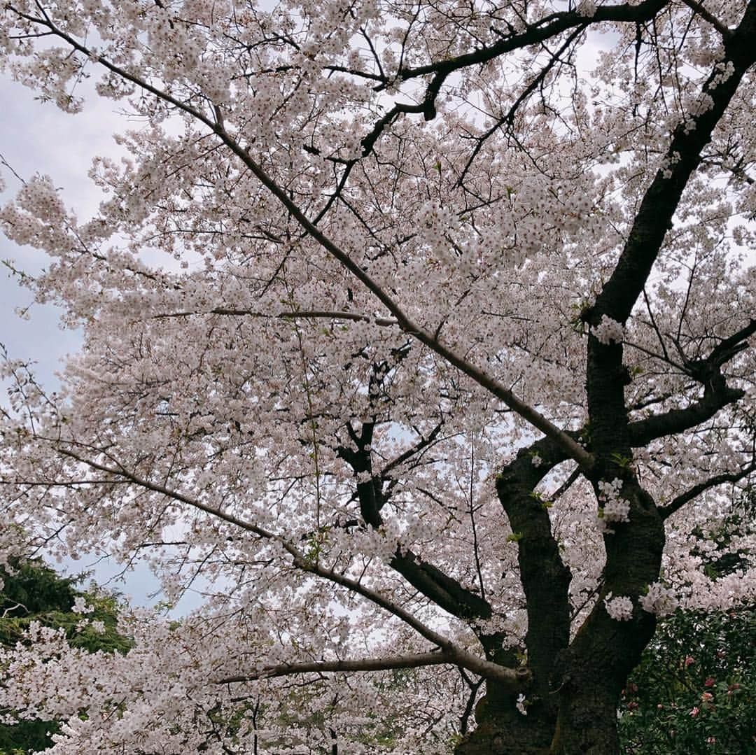 倉田亜味さんのインスタグラム写真 - (倉田亜味Instagram)「お花見の話題は、やはり「令和」  #令和 #新元号 #花見 #いつもランでお花見 やっとちゃんとお花見です #お花見 #桜  #綺麗 #新宿御苑 #ピクニック #お弁当 #お友達作 #ステキ #美味しかった #嬉しい #手作り弁当 #間違えて #お酒用意してしまった #御苑はお酒ダメ #持ち込み も#ダメ #夜桜でお酒でお花見 #したいなぁ #肌寒い #一瞬 #暖かかった #一瞬だけ #ダウン 脱ぎました #新元号発表 正座して #息子と見ました  #倉田あみ」4月2日 18時07分 - kurata_amigram