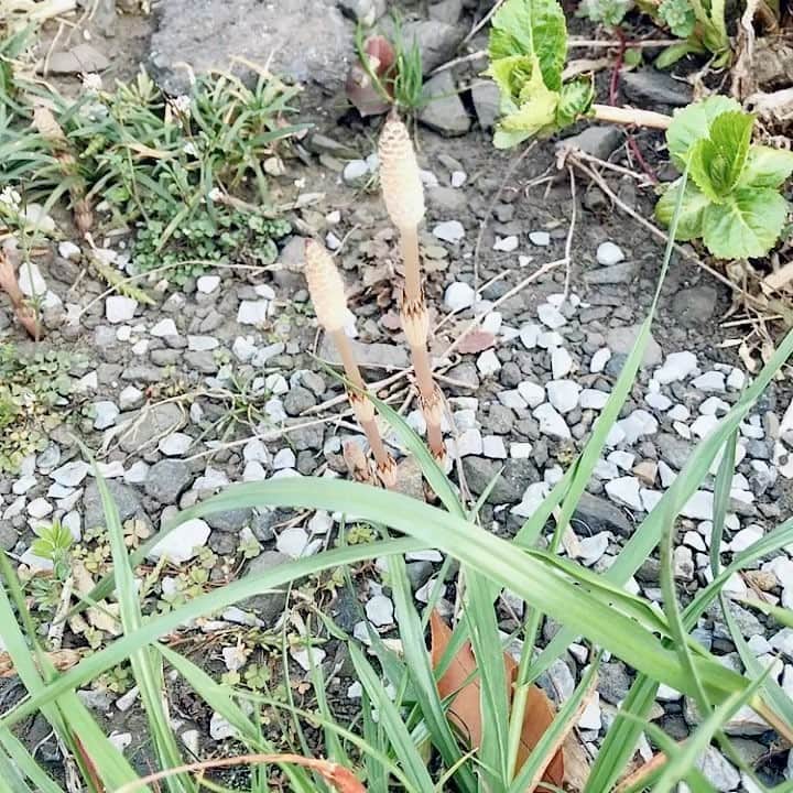 佐藤康恵のインスタグラム