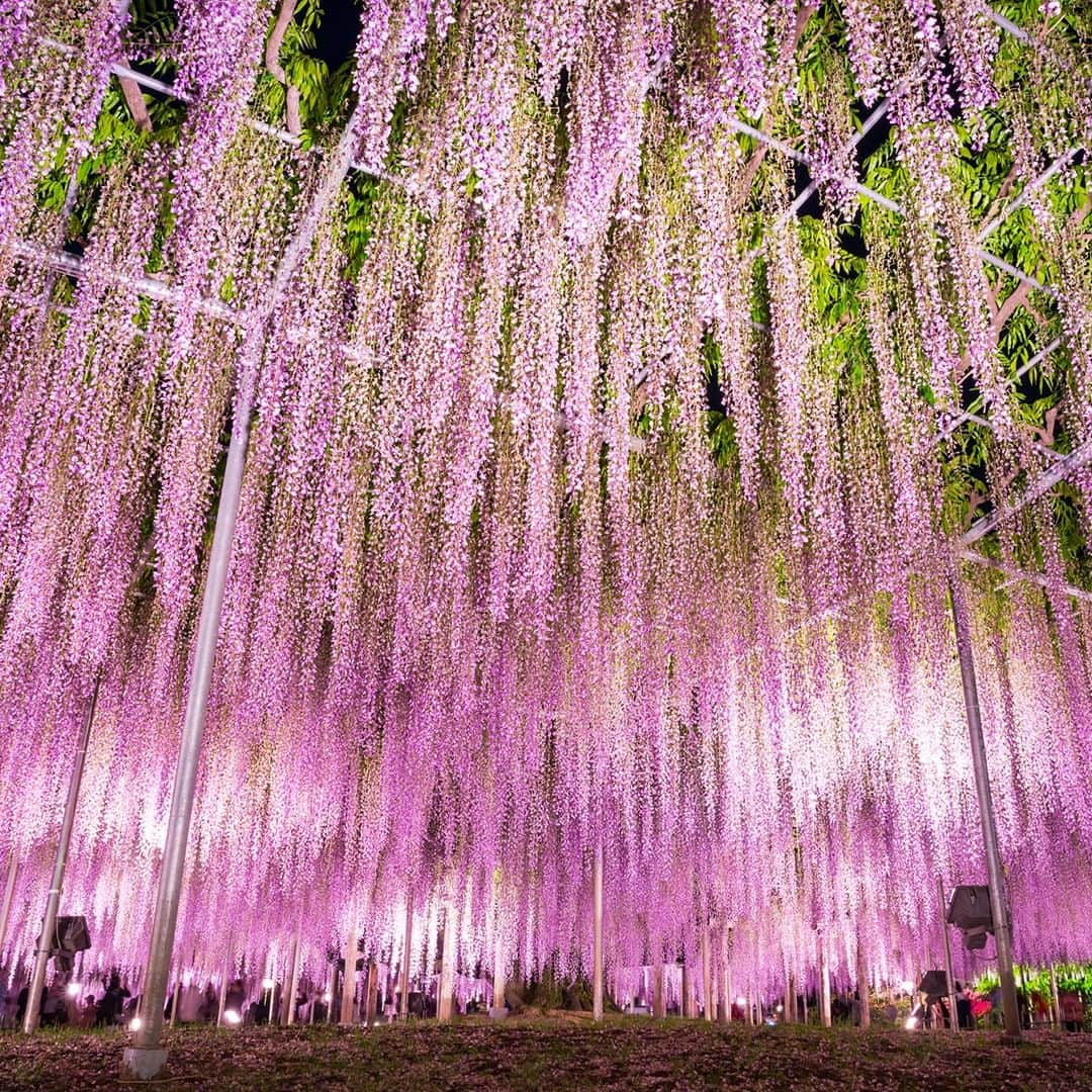 楽天トラベル さんのインスタグラム写真 - (楽天トラベル Instagram)「at Ashikaga flower park , Tochigi 圧巻の#大藤 や#白藤 のトンネルなどたくさんの#藤の花 が咲き誇る #あしかがフラワーパーク  うす紅、紫、白、黄色と順番に咲き約1か月間観賞が楽しめます✨日本夜景遺産にも認定された夜のライトアップもおすすめです👍🏻 【#ふじのはな物語 】2019/4/13～5/19 7:00～18:00 【ライトアップ】2019/4/20～5/12 17:30～21:00 ※開催期間、ライトアップ期間は開花状況により変動します。公式HPでご確認ください。 . *************** 📷フォトコンテスト開催中📷 もう一度行きたい旅先で撮影した写真に #楽天もう一度行きたい旅 をつけて投稿してね♪ 最優秀賞には3万円クーポンプレゼント😆 *************** . #楽天トラベル #楽天  #rakutentravel #旅 #旅行 #旅に出よう #旅行好きな人と繋がりたい #travel #trip #日本 #japan #일본 #instagramjapan #IG_JAPAN #japantrip #藤 #wisteria #栃木 #足利 #flowerpark  #ashikaga #大藤祭り」4月2日 18時00分 - rakutentravel