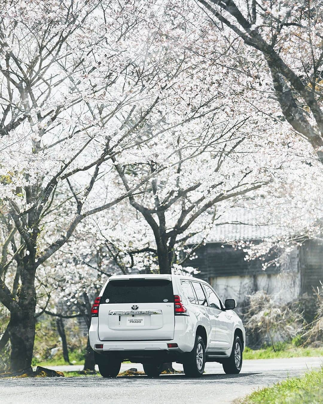 TOYOTAさんのインスタグラム写真 - (TOYOTAInstagram)「サクラドライブ #🚗 #🌸 . フォロワーの中から #トヨタグラム をつけて投稿されたトヨタ車をストーリーズでシェアしています📷✨ みなさんの写真をお待ちしております！ . . . #トヨタ #toyota #トヨタグラム #プラド #prado #宮崎 #miyazaki #垂水公園 #桜 #さくら #サクラ #cherryblossom #お花見 #花 #はなまっぷ #はなまっぷ桜2019 #春 #spring #プラドのある生活 #車のある風景 #ドライブ」4月2日 18時00分 - toyota_jp