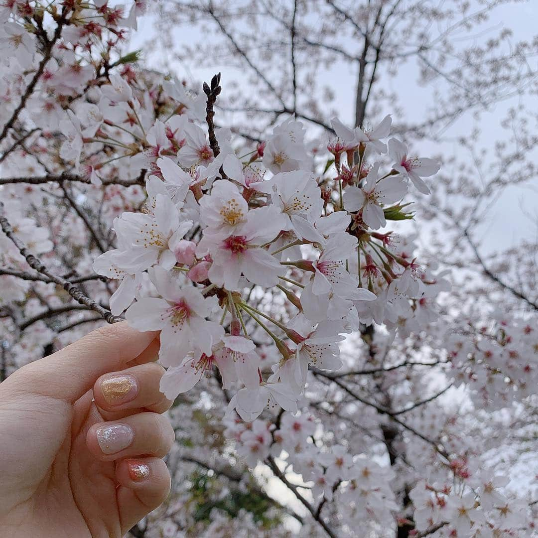 田村響華さんのインスタグラム写真 - (田村響華Instagram)「やっと桜みれた！  #桜」4月2日 18時10分 - kyo_ka1016