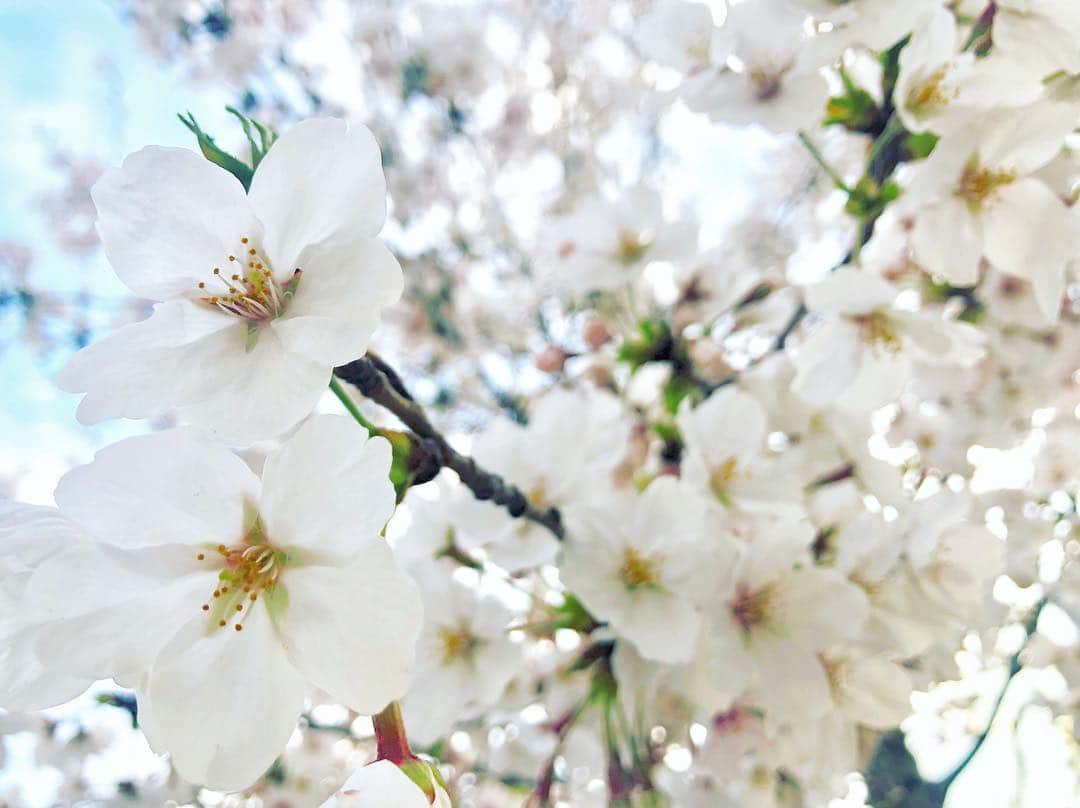 小玉梨々華さんのインスタグラム写真 - (小玉梨々華Instagram)「すっかり春だね 家の近くにも桜咲いてた☺︎」4月2日 18時18分 - ririka_kodama