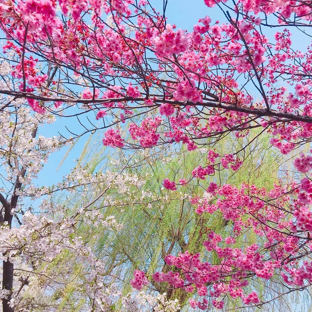mii_stagramさんのインスタグラム写真 - (mii_stagramInstagram)「🌸🌸🌸 ・ 火曜日(^ー^)お疲れ様でしたぁ〜♪ ・ post遅くなったけど🧟‍♀️ 10日ほど前の#上野 桜はまだま〜だ疎らで 三分咲き〜品種によっては満開の桜も🌸🌸🌸 ・ とにかく寒かったから @beep_ss さんの 🧥#トレンチコート 着て行って良かった～💕💕 お袖のポワ〜ンが可愛くて 薄過ぎず厚過ぎず生地のハリ感も(｡•̀㉨-)و ✧ ・ ・ SNSに全く興味無いお友達🤣 写真撮るのも慣れてないのに 頑張って撮ってくれました✨🙏😄 ・ ・ ・ 👜 @shopstylejp  @rope_jp ・ ・ ・ ・ #fashion#coordinate#ファッション#コーデ#コーディネート#きれいめコーデ#40代ファッション #着回しコーデ#大人可愛い #大人女子#大人コーデ #ハンドメイドピアス#ハンドメイドアクセサリー#セレクトショップ#インポート#韓国ファッション#お洒落さんと繋がりたい #おしゃれさんと繋がりたい #kalie公式アンバサダー#kalie#上野#上野恩賜公園 #桜#さくら#お花見#はなまっぷ#はなまっぷ桜2019 #インフルエンサー」4月2日 18時20分 - miyuki.0419.karemari