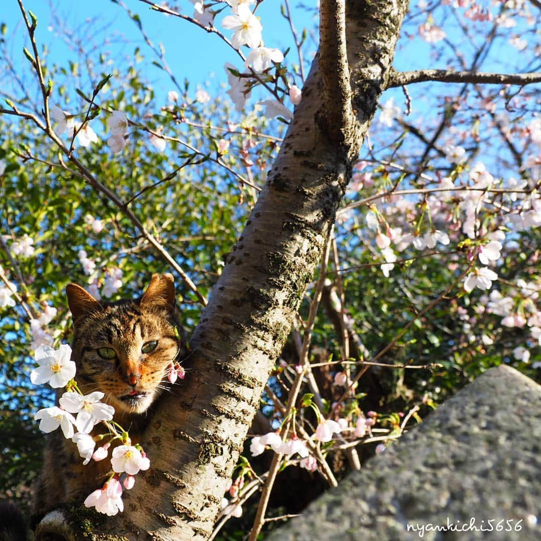 路地裏のにゃん吉さんのインスタグラム写真 - (路地裏のにゃん吉Instagram)「♪桜の枝に猫がいる だから～桜猫ぉ～ (え、本当)  これでいいのにゃ～ これでいいのにゃ～ にゃんにゃん猫にゃん猫にゃんにゃん🐱  #桜 #แมว #igersjp#ねこ#猫#ig_japan#ねこ部#ふわもこ部#野良猫#にゃんすたぐらむ#みんねこ #cats#ファインダー越しの私の世界 #catsofinstagram#catstocker#instagramjapan##catloversclub#ペコねこ部#ピクネコ #東京カメラ部#icu_japan#team_jp_西 #고양이#nekoclub #catstagram#japan_photo_now #bestcatclub #loves_nippon#balousfriends#getolympus」4月2日 18時21分 - nyankichi5656