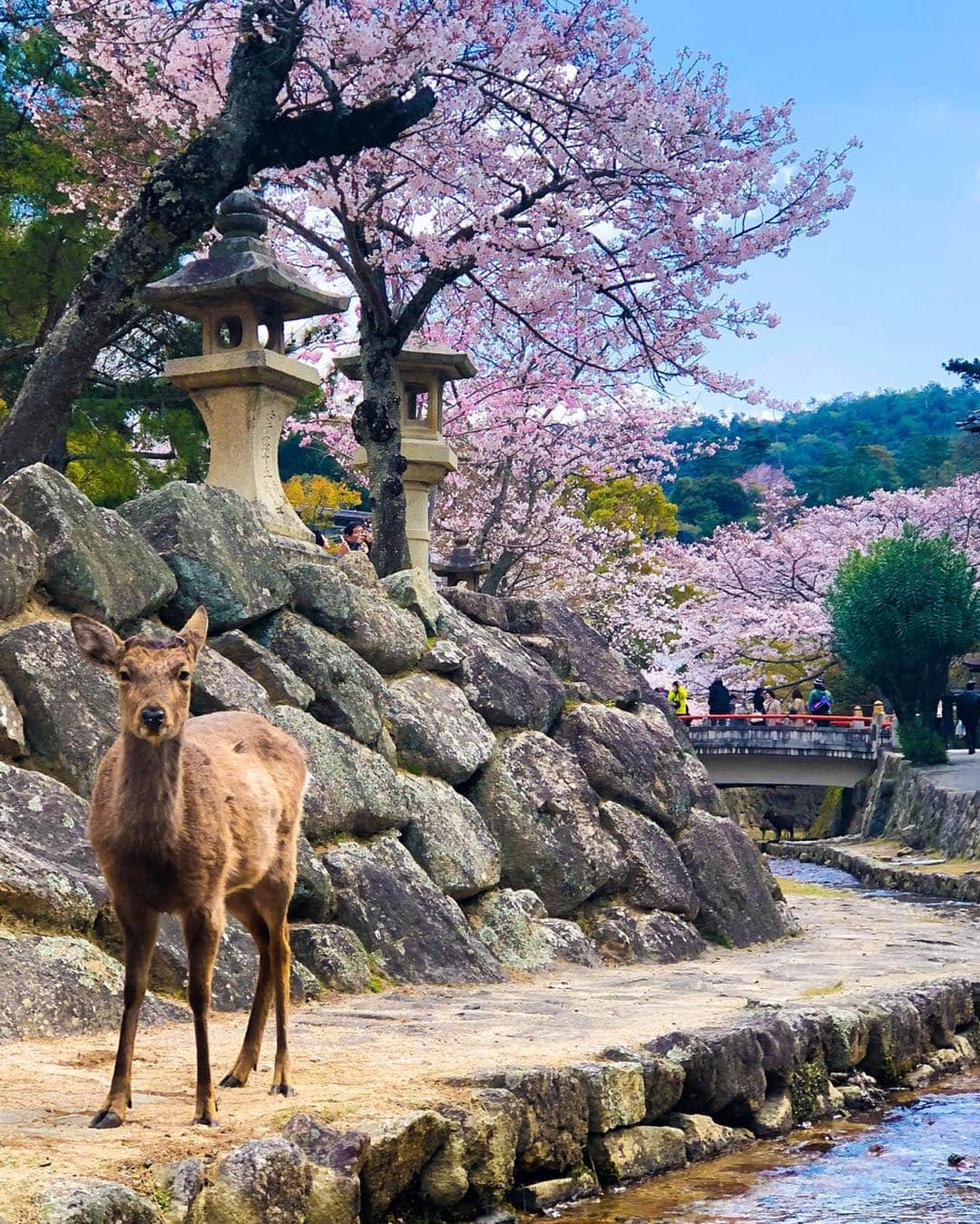 山口夏実さんのインスタグラム写真 - (山口夏実Instagram)「髪型がペチャンコでカツラみたいだけど、 載せちゃう🕺🏼 厳島神社は桜が満開です🌸 牡蠣も食べたし揚げもみじ饅頭も食べたし、大満足☺️🙏！ やっぱり鹿は可愛いな〜❤️🥺 プリプリお尻🍑！次は九州か北海道に行きたい🇯🇵🌸 ＊ ＊ #宮島 #厳島神社 #miyajima #hiroshima #広島 #旅行 #広島旅行 #女子旅 #桜 #春 #sakura #japan #メイク」4月2日 18時23分 - natsumi19910625