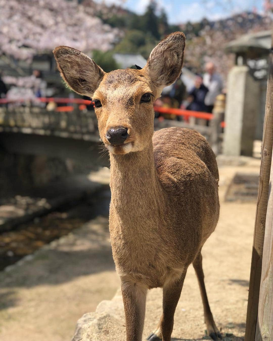 山口夏実さんのインスタグラム写真 - (山口夏実Instagram)「髪型がペチャンコでカツラみたいだけど、 載せちゃう🕺🏼 厳島神社は桜が満開です🌸 牡蠣も食べたし揚げもみじ饅頭も食べたし、大満足☺️🙏！ やっぱり鹿は可愛いな〜❤️🥺 プリプリお尻🍑！次は九州か北海道に行きたい🇯🇵🌸 ＊ ＊ #宮島 #厳島神社 #miyajima #hiroshima #広島 #旅行 #広島旅行 #女子旅 #桜 #春 #sakura #japan #メイク」4月2日 18時23分 - natsumi19910625