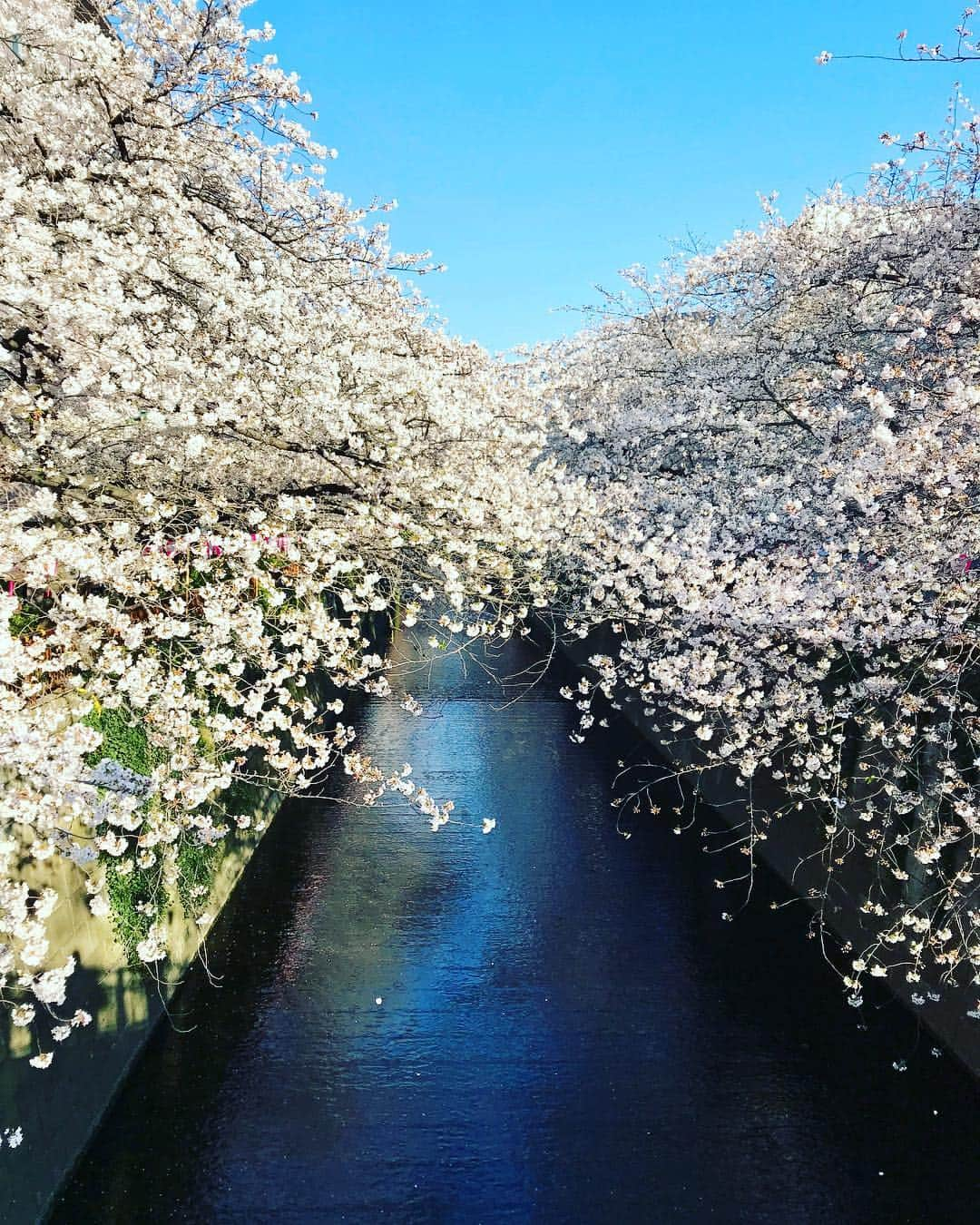 湯田友美さんのインスタグラム写真 - (湯田友美Instagram)「in full bloom now!!!🌸☺️ 東京の桜、満開になりました！！ 5:30am起きの目黒川ラン。 人も少なくて、早起き最高☀️ ・ #目黒 #中目黒 #目黒川 #桜 #満開 #🌸 #ランニング #朝ラン #cherrybloosom #morningrun #earlymorning #running #spring2019」4月2日 18時26分 - yudatomomi