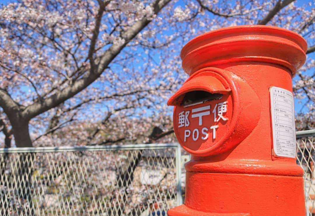 葉山町さんのインスタグラム写真 - (葉山町Instagram)「- 花の便り、お届けします  #葉山歩き #葉山 #hayama #一色 #桜 #ソメイヨシノ #八分咲き #ポスト #Isshiki #sakura #postbox #japantrip #真っ赤なポスト が #青空 #映え #丸ポスト 葉山には結構たくさんあります ここは #しょうざん 近く #トンカツ食べたい #花の便り #春の便り 届いてるかな？ #お花見 まだの人は #週末 がねらいめ #今日もおつかれさまでした」4月2日 18時28分 - hayama_official
