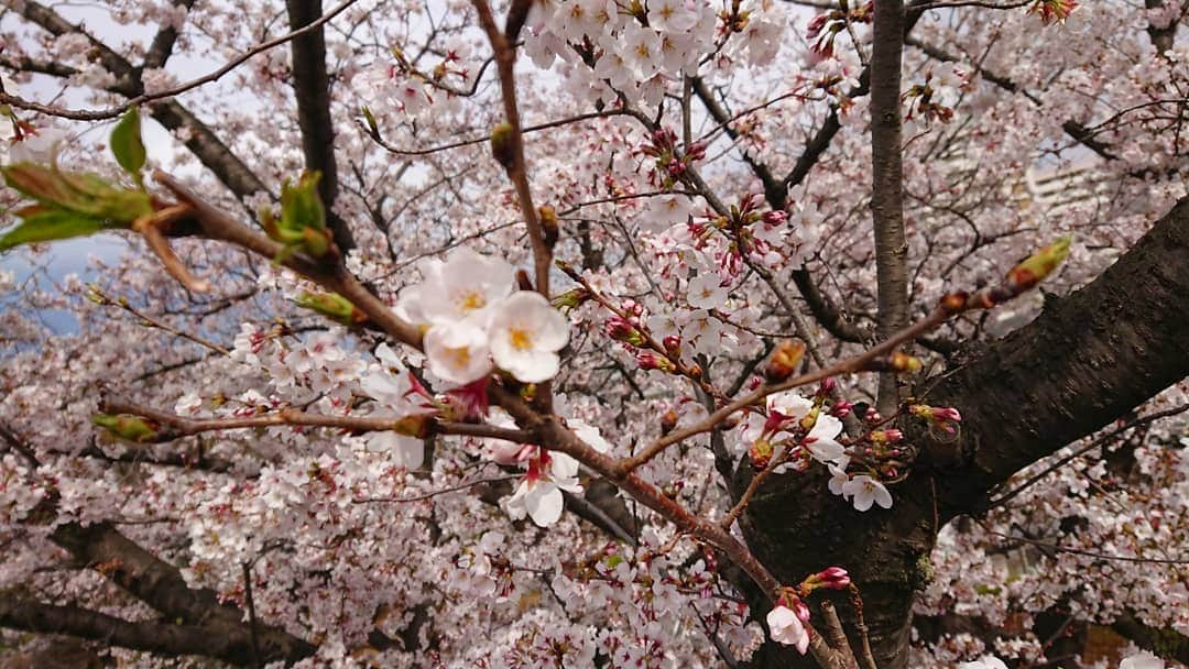 桜花さんのインスタグラム写真 - (桜花Instagram)「そして練習後に公園でお花見しました🌸 ＼(^^)／🌸 楽しかったです🍀 竹岡監督ごちそうさまでした🍀  相撲大会が開催されました🐱🌼笑  去年もお花見したなぁ🍀 思い出が増えていくのは本当に素敵なこと🍀  ゆけゆけ！ミラクルキッシーズ＼(^^)／🌼 #桜  #ミラクルキッシーズ #花見  #お花見 #cherrybrossam  #sakura #baseball  #野球チーム #野球  #ハピピーン」4月2日 18時38分 - mountainohka