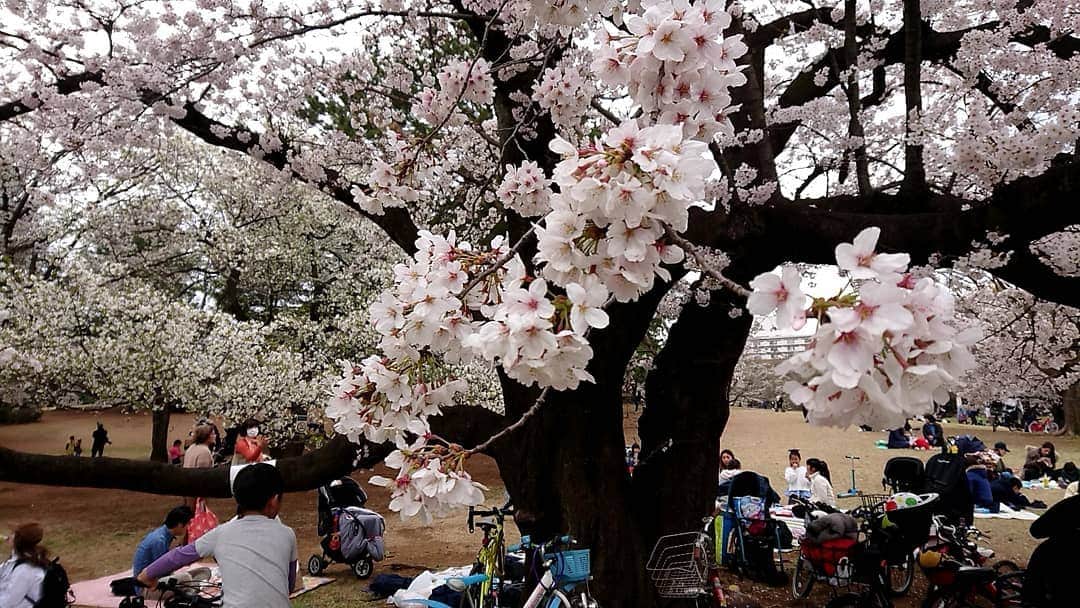 桜花さんのインスタグラム写真 - (桜花Instagram)「そして練習後に公園でお花見しました🌸 ＼(^^)／🌸 楽しかったです🍀 竹岡監督ごちそうさまでした🍀  相撲大会が開催されました🐱🌼笑  去年もお花見したなぁ🍀 思い出が増えていくのは本当に素敵なこと🍀  ゆけゆけ！ミラクルキッシーズ＼(^^)／🌼 #桜  #ミラクルキッシーズ #花見  #お花見 #cherrybrossam  #sakura #baseball  #野球チーム #野球  #ハピピーン」4月2日 18時38分 - mountainohka