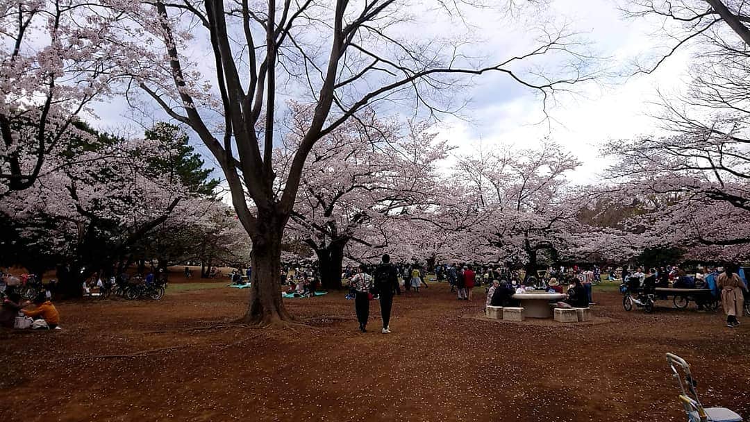 桜花さんのインスタグラム写真 - (桜花Instagram)「そして練習後に公園でお花見しました🌸 ＼(^^)／🌸 楽しかったです🍀 竹岡監督ごちそうさまでした🍀  相撲大会が開催されました🐱🌼笑  去年もお花見したなぁ🍀 思い出が増えていくのは本当に素敵なこと🍀  ゆけゆけ！ミラクルキッシーズ＼(^^)／🌼 #桜  #ミラクルキッシーズ #花見  #お花見 #cherrybrossam  #sakura #baseball  #野球チーム #野球  #ハピピーン」4月2日 18時38分 - mountainohka