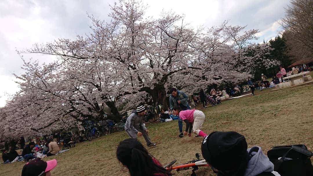 桜花さんのインスタグラム写真 - (桜花Instagram)「そして練習後に公園でお花見しました🌸 ＼(^^)／🌸 楽しかったです🍀 竹岡監督ごちそうさまでした🍀  相撲大会が開催されました🐱🌼笑  去年もお花見したなぁ🍀 思い出が増えていくのは本当に素敵なこと🍀  ゆけゆけ！ミラクルキッシーズ＼(^^)／🌼 #桜  #ミラクルキッシーズ #花見  #お花見 #cherrybrossam  #sakura #baseball  #野球チーム #野球  #ハピピーン」4月2日 18時38分 - mountainohka