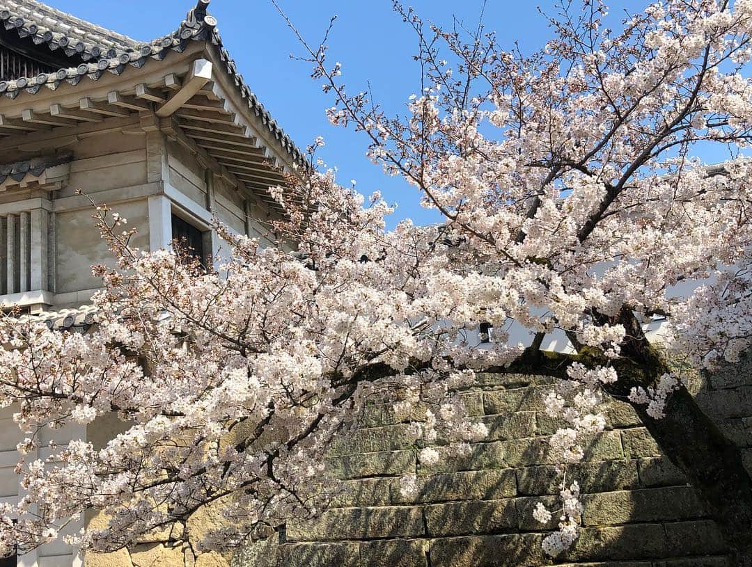 角田奈緒子さんのインスタグラム写真 - (角田奈緒子Instagram)「✱姫路城  家族旅行で城崎温泉と姫路城にも行ってきました！！ 桜は五分咲きくらいのものが多かったです🌸 今週末は満開かなあ🤔  やはり桜とお城のコラボレーションは絶景です。 昨日は新元号も発表されましたし、より日本の歴史を感じる一日となりました。  #姫路城 #姫路城桜 #桜」4月2日 18時46分 - naokoon1122