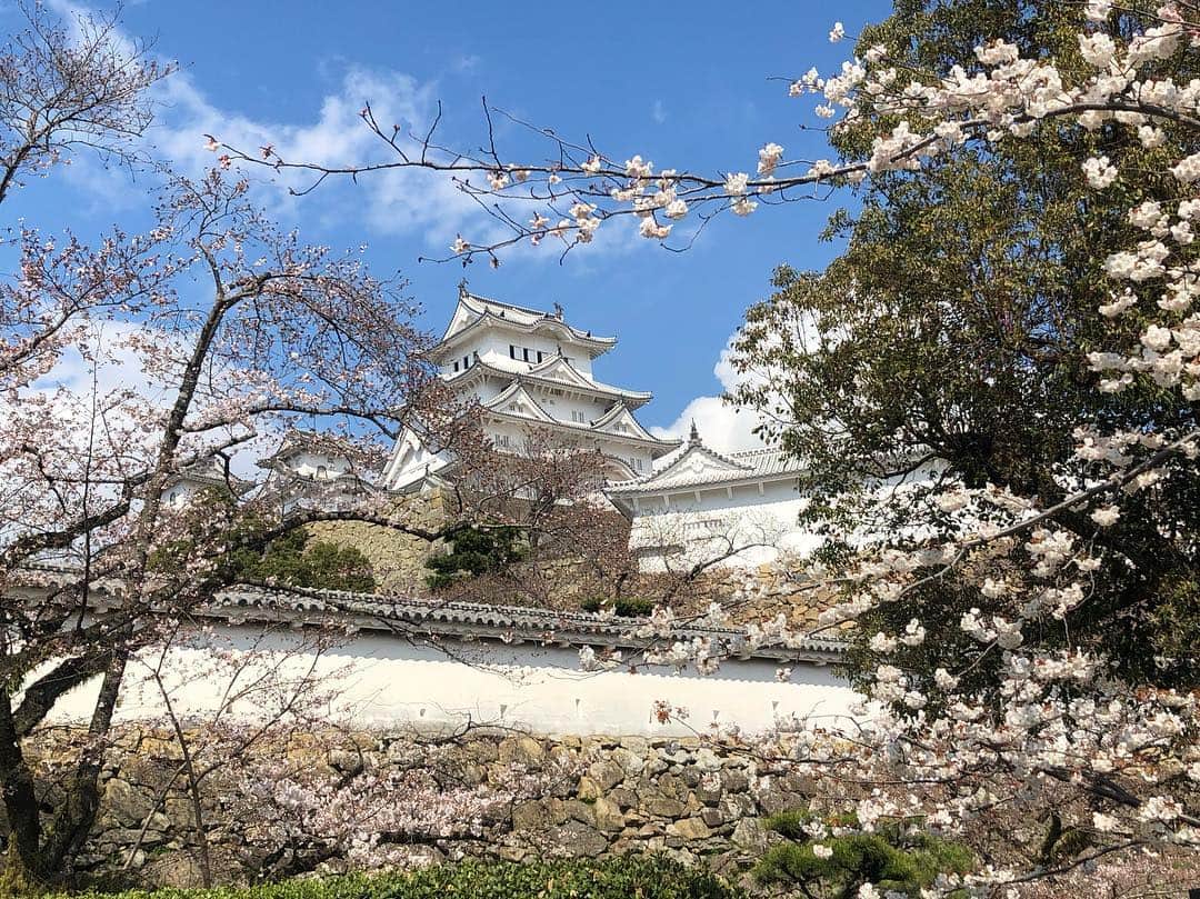 角田奈緒子さんのインスタグラム写真 - (角田奈緒子Instagram)「✱姫路城  家族旅行で城崎温泉と姫路城にも行ってきました！！ 桜は五分咲きくらいのものが多かったです🌸 今週末は満開かなあ🤔  やはり桜とお城のコラボレーションは絶景です。 昨日は新元号も発表されましたし、より日本の歴史を感じる一日となりました。  #姫路城 #姫路城桜 #桜」4月2日 18時46分 - naokoon1122