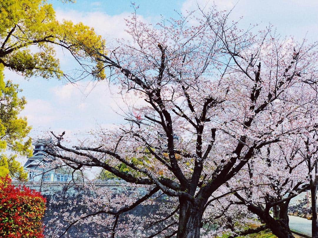 スザンヌさんのインスタグラム写真 - (スザンヌInstagram)「熊本城🏯と桜🌸﻿ 最高のすき。 ﻿ ﻿ ありがとう熊本﻿ ありがとう桜﻿ ﻿ ﻿」4月2日 18時46分 - suzanneeee1028