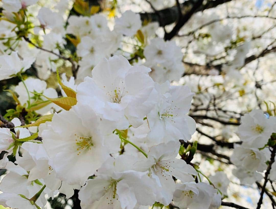 スザンヌさんのインスタグラム写真 - (スザンヌInstagram)「熊本城🏯と桜🌸﻿ 最高のすき。 ﻿ ﻿ ありがとう熊本﻿ ありがとう桜﻿ ﻿ ﻿」4月2日 18時46分 - suzanneeee1028