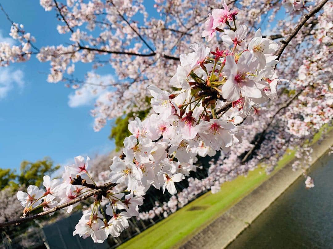 スザンヌさんのインスタグラム写真 - (スザンヌInstagram)「熊本城🏯と桜🌸﻿ 最高のすき。 ﻿ ﻿ ありがとう熊本﻿ ありがとう桜﻿ ﻿ ﻿」4月2日 18時46分 - suzanneeee1028