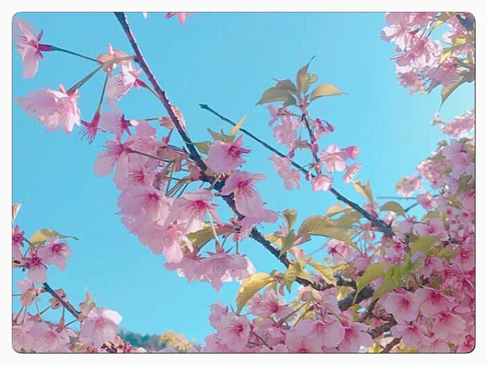 山岸愛梨さんのインスタグラム写真 - (山岸愛梨Instagram)「さぼっていたインスタをそろそろ更新…笑  4ヶ月さぼったら、桜の季節に…( ´ ▽ ` )💦💦 #桜 #神奈川 #箱根」4月2日 18時58分 - airi_yamagishi