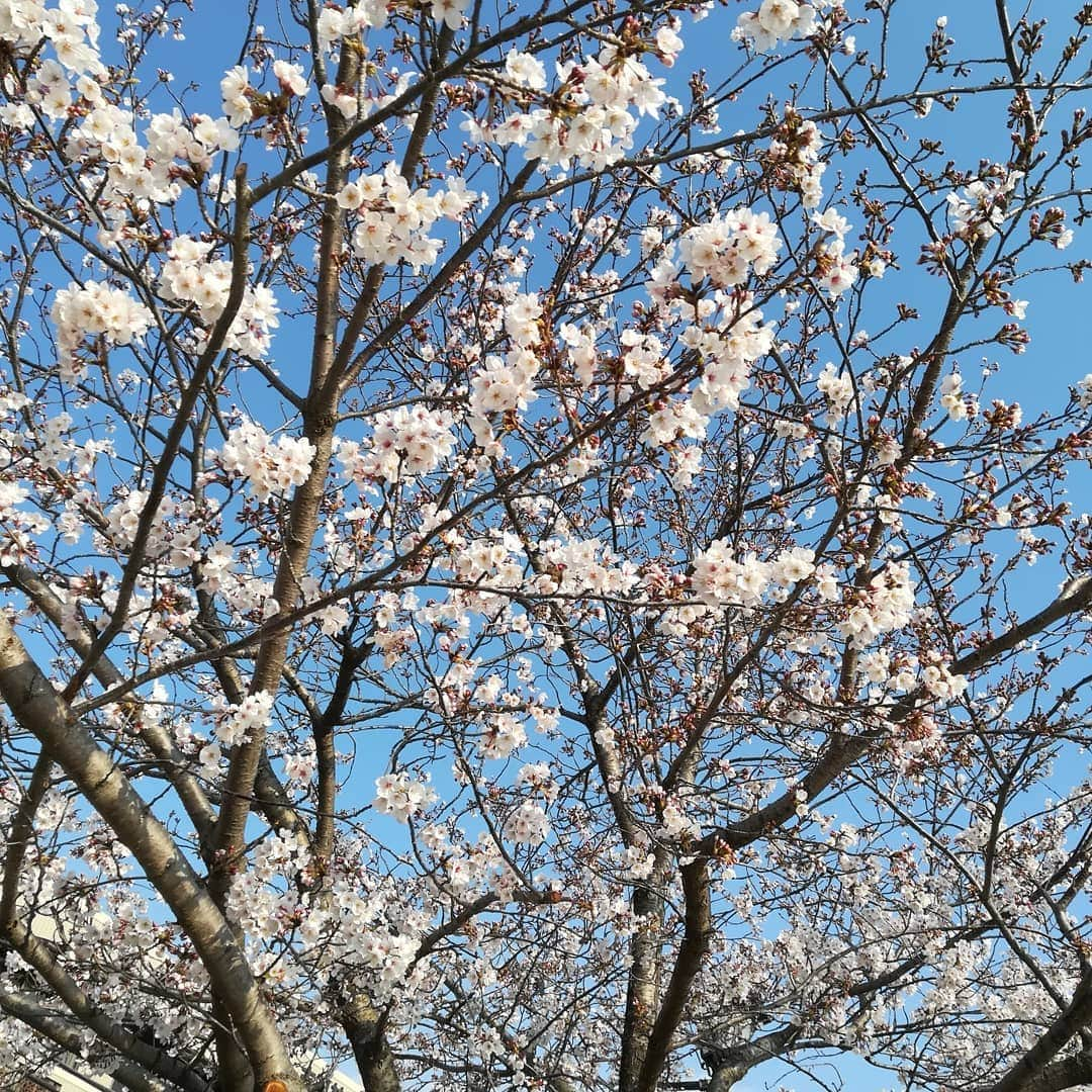 おぎたともこさんのインスタグラム写真 - (おぎたともこInstagram)「東京で売り切れだったお菓子。  #このみ #おぎたともこ #newyorkperfectcheese #友達にもらった #このみパーフェクト #広島市の桜咲いとるよ」4月2日 18時53分 - konomiogitatomoko