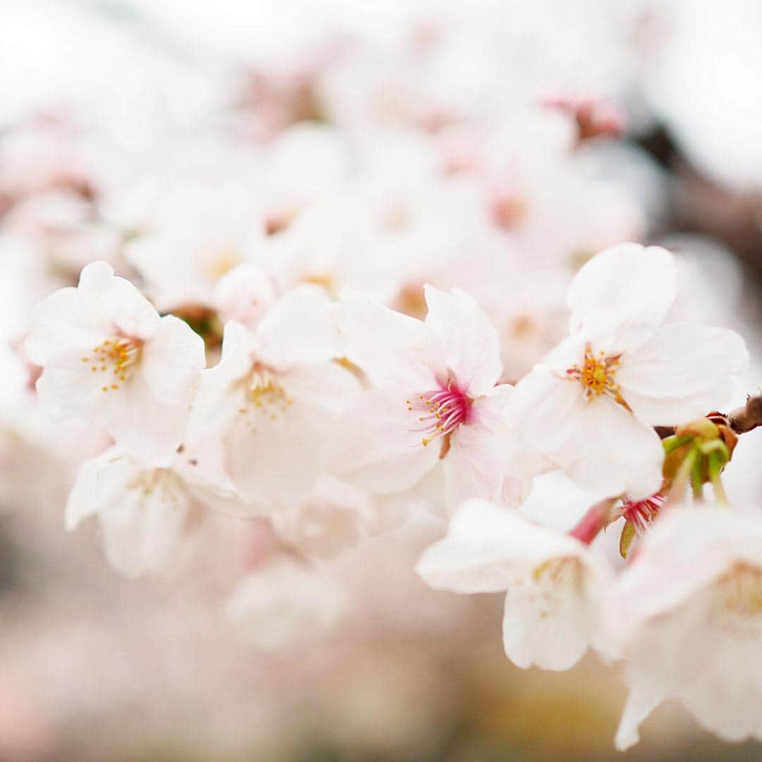 ワンズテラスさんのインスタグラム写真 - (ワンズテラスInstagram)「週末にお花見にでかけてみたところ、春らしい景色を撮影することができました。  花冷えもあり今年は染井吉野を少し長く楽しめそうですが、まだ満開をむかえていない八重桜や菊桜など、遅咲きの桜もたくさんあります。  今年は遅めのお花見🌸も楽しんでみては？  #桜 #花見 #染井吉野 #ソメイヨシノ #雪柳 #ユキヤナギ #満開 #八部咲き #儚い #花冷え #寒の戻り #東京タワー #神田川 #SAKURA #季節の花 #onesterrace #ワンズテラス」4月2日 19時01分 - onesterrace