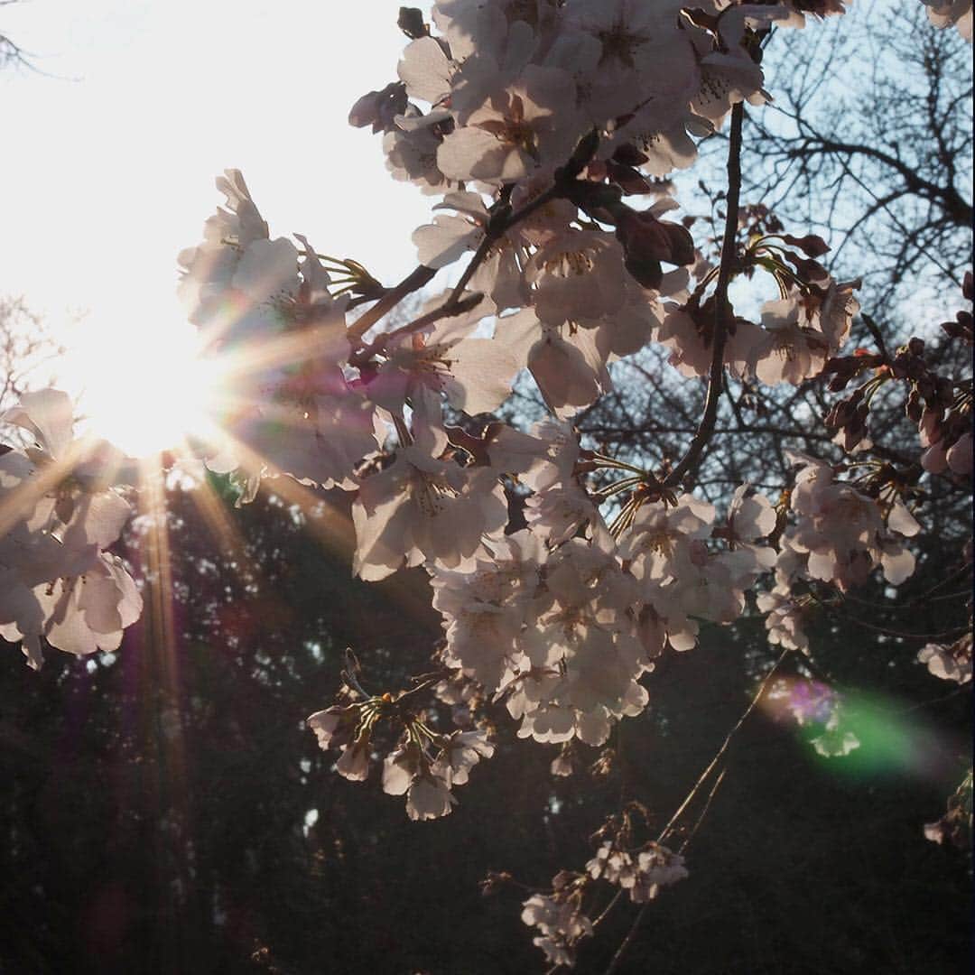 ワンズテラスさんのインスタグラム写真 - (ワンズテラスInstagram)「週末にお花見にでかけてみたところ、春らしい景色を撮影することができました。  花冷えもあり今年は染井吉野を少し長く楽しめそうですが、まだ満開をむかえていない八重桜や菊桜など、遅咲きの桜もたくさんあります。  今年は遅めのお花見🌸も楽しんでみては？  #桜 #花見 #染井吉野 #ソメイヨシノ #雪柳 #ユキヤナギ #満開 #八部咲き #儚い #花冷え #寒の戻り #東京タワー #神田川 #SAKURA #季節の花 #onesterrace #ワンズテラス」4月2日 19時01分 - onesterrace