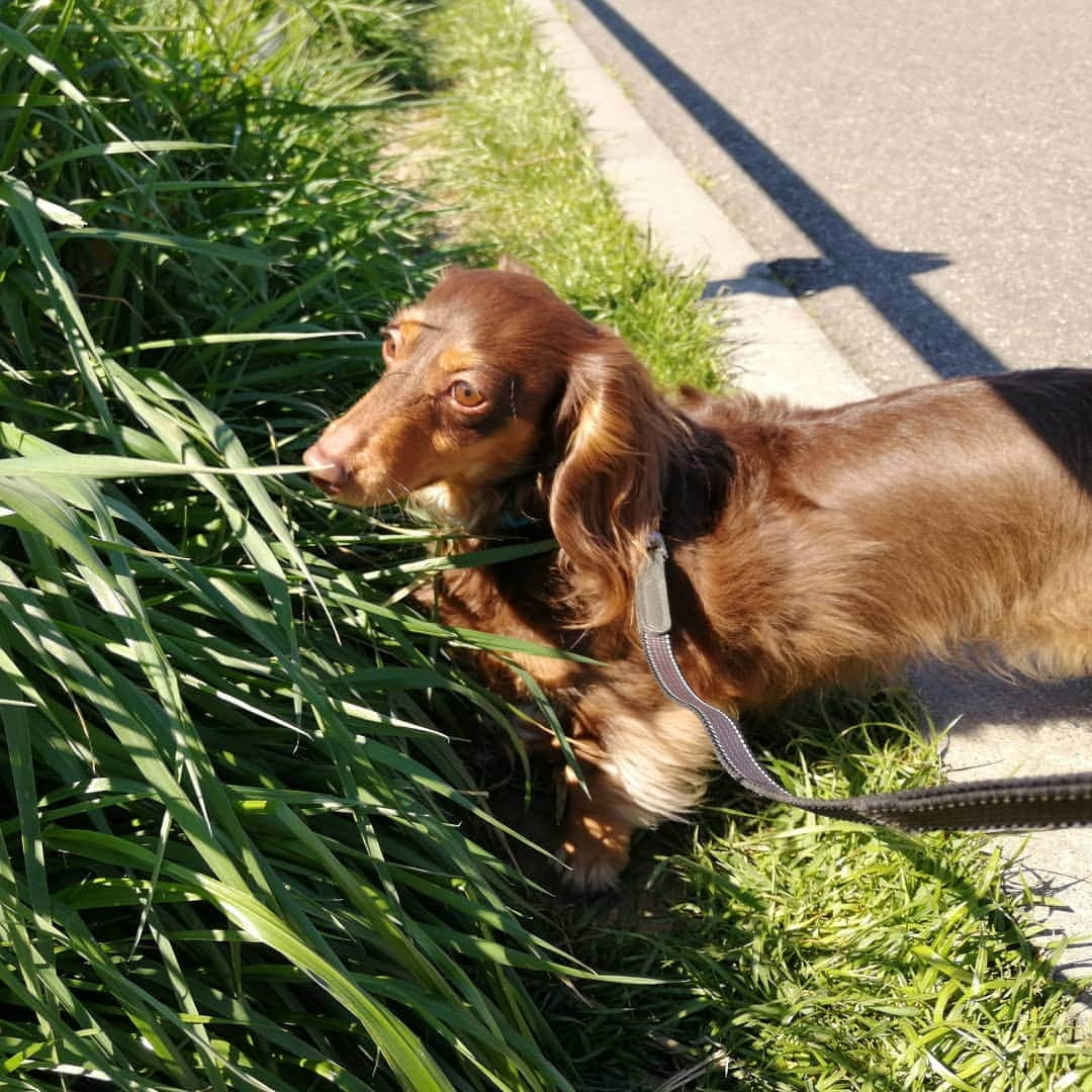 ななこさんのインスタグラム写真 - (ななこInstagram)「#埼玉犬民は草を食う 🌱🌱🌱 ※ ※ #犬 #愛犬 #ダックス #カニンヘン　 #dog #dachshund #dogstagram  #doxie #instadog #instadachshund  #petstagram #dachshundsofinstagram #翔んで埼玉」4月2日 19時02分 - nanaco_dachs