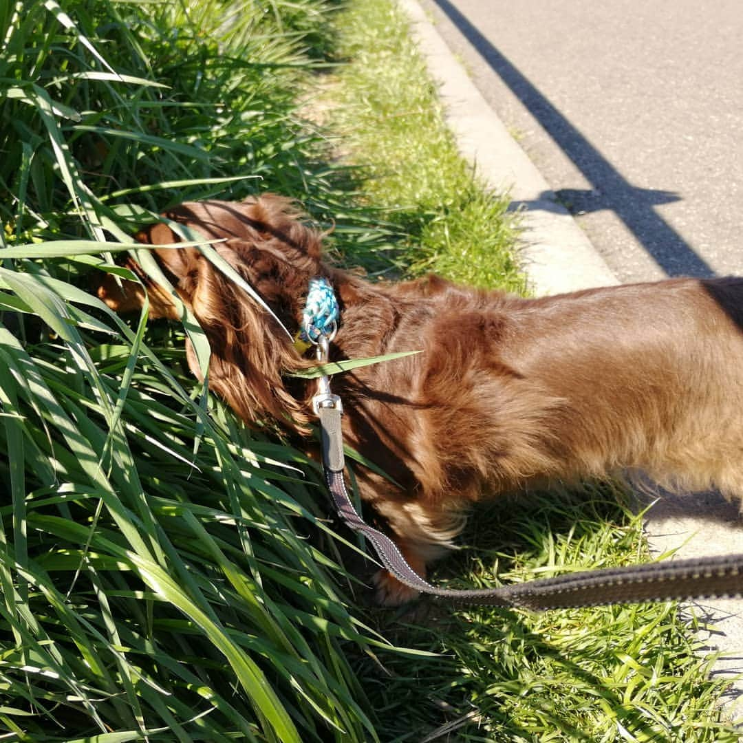 ななこさんのインスタグラム写真 - (ななこInstagram)「#埼玉犬民は草を食う 🌱🌱🌱 ※ ※ #犬 #愛犬 #ダックス #カニンヘン　 #dog #dachshund #dogstagram  #doxie #instadog #instadachshund  #petstagram #dachshundsofinstagram #翔んで埼玉」4月2日 19時02分 - nanaco_dachs