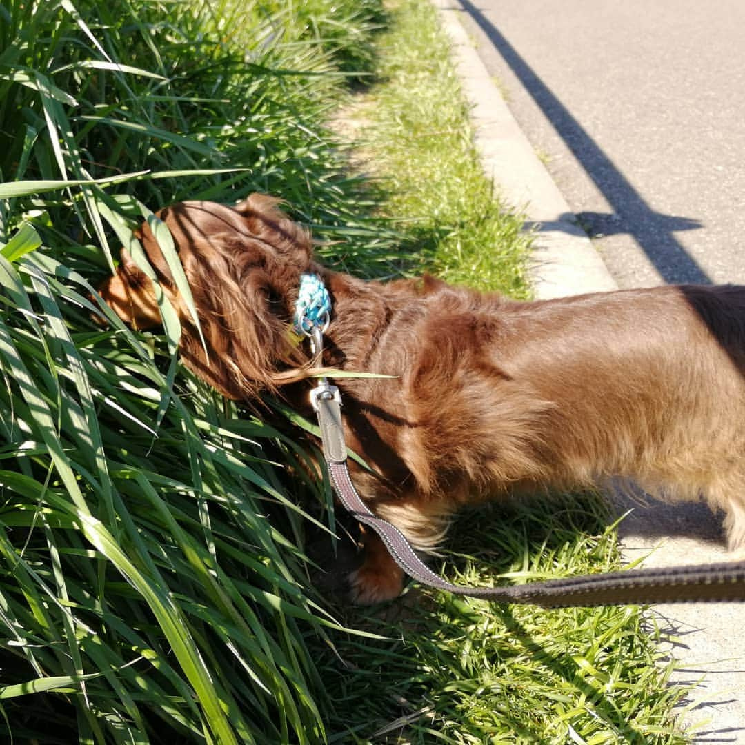 ななこさんのインスタグラム写真 - (ななこInstagram)「#埼玉犬民は草を食う 🌱🌱🌱 ※ ※ #犬 #愛犬 #ダックス #カニンヘン　 #dog #dachshund #dogstagram  #doxie #instadog #instadachshund  #petstagram #dachshundsofinstagram #翔んで埼玉」4月2日 19時02分 - nanaco_dachs