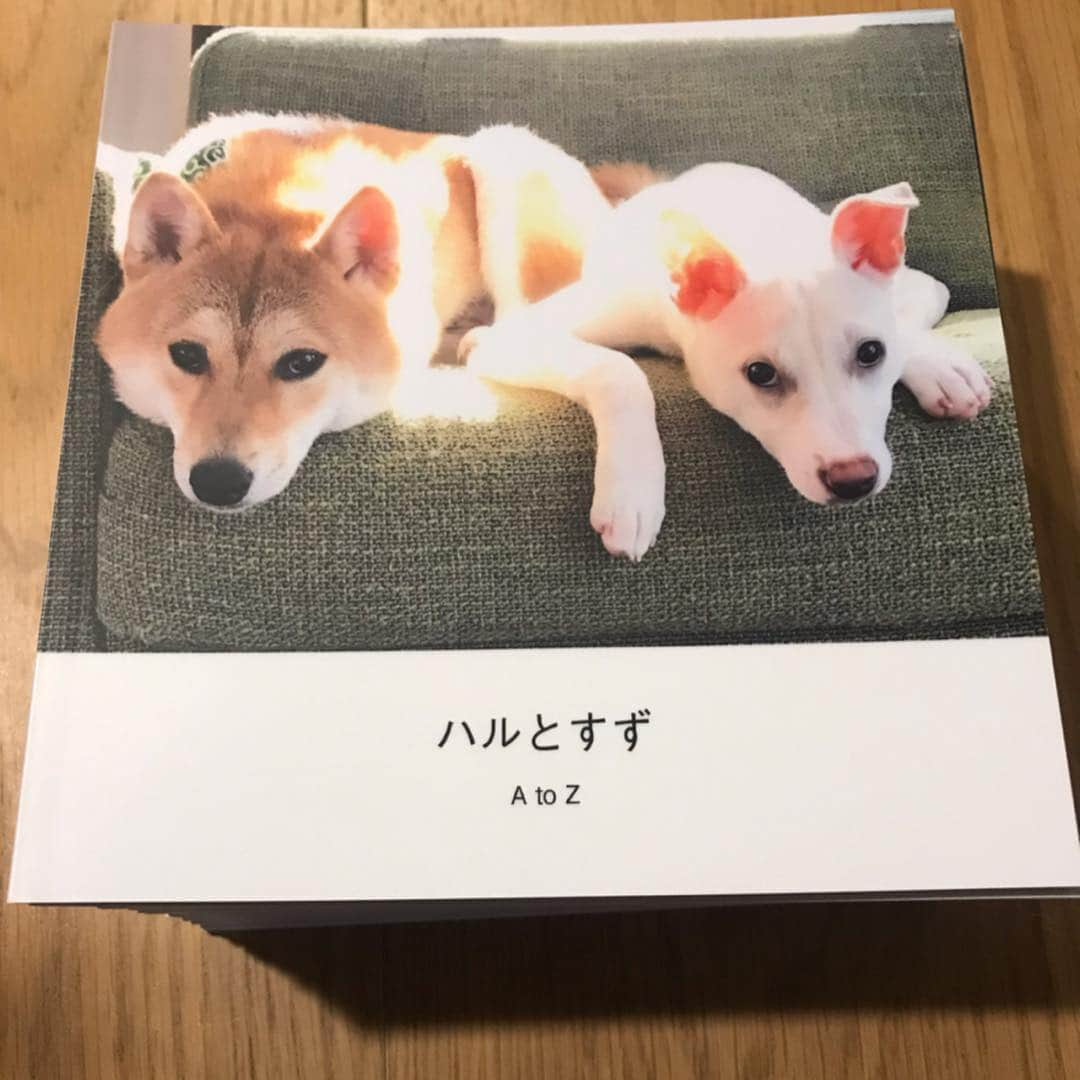 柴犬ハル&保護犬すずさんのインスタグラム写真 - (柴犬ハル&保護犬すずInstagram)「📸 . 「おかーしゃーん！ しまうまスペシャルアンバサダーに、 就任したんだって？」📸 . このたび、 まさかの、あの、 @shimaumaprint 様の #しまうまスペシャルアンバサダー に就任しました！ . 個人的に何度も利用したことのある、 しまうまプリントさん🦓 しかも本社が鹿児島で親近感があります！ . 今までいろんな写真プリント屋さんを利用して、 旅行のたびに、フォトブックを作成したり、 写真を注文してきましたが、 やはりどこか、画質が悪かったり、 値段が高かったり、、、💸 なのでプリント屋さん迷子状態でした。 . しかし、しまうまプリントさんは全然違います😧 . 声を大にして言いたい！！！！ 「超安い、早い、綺麗ーー！！」 のすべてを叶えてくれる会社なのです🦓 （言えてスッキリ） . その中でも、おすすめしたいのは、 「プレミアム」もしくは、「プレミアムハード」の フォトブック。 . プレミアムは柔らかいソフトカバーのフォトブック📕 プレムアムハードは厚くてしっかりとしたアルバムのようなハードカバーです📙 . 中の用紙は、「プレミアムサテン」という高級な紙らしく、どこまでもプレミアム！←この言葉に弱い❤️ . この２つは昨年秋に追加されたばかりで、4/1現在、  パソコンからのみ作成できますがお話を伺ったところ 最新鋭の印刷技術を取り入れてあるのこと！ . とても興味が湧き今回その「プレミアム」のフォトブックを注文しました！ . 昨日、現物が自宅に届き、触ってみたところ、、 . 「何これ、シルクみたい、、なんかサラサラでマットな肌触り、、、 昔のiphone6で撮影した写真もめっちゃ画質いい！ 一眼レフで撮影した時のと一緒じゃない？ 毛の感じとか、目のキラキラ感とか。。。 そして何より、、、高そうに見える！高級感半端ない！ 本屋さんで売られてる芸能人の写真集と同じクオリティーーー！！！」 と、おとーしゃーんと２人で大興奮！ （おとーしゃーんは仕事柄か紙質や印刷状態に厳しい） . 紙質も印刷状態もとても良く、繊細な色や模様も忠実に出ていました。なのでずっと綺麗なまま保存できるそうです📙 . スマホで撮影した写真は、やっぱり画質が落ちるし、 印刷すると、どこかぼやけた感じがどうしても、 出てしまいますが、このプレミアムフォトブックは、そんな悩みをすべて吹き飛ばしてくれます🐥 冗談抜きで綺麗な印刷状態でした！📸 . 是非、たくさんの方に、 このプレミアムのフォトブックを、 手にとって触っていただきたいなあと思います！ . #何が言いたいかというと #自分で作るフォトブックのクオリティが #自分史上最高の出来で嬉しい！ #プロみたいな一冊が簡単に出来ます！ #写真を選ぶ時間がこれまた楽しい . #しまうまプリント #しまうまスペシャルアンバサダー . #柴犬#柴#kagoshima#dog#puppy#shibainu#shibastagram#いぬバカ部#family#鹿児島#赤柴#雑種#天文館#本#フォトブック」4月2日 19時13分 - haruharu040777