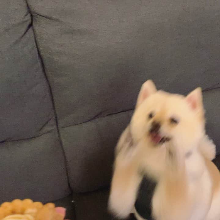 神谷美伽のインスタグラム：「トリミングに行ったら🐶誕生日ケーキ頂きました♡すごく喜んでる✨✨いつも理想よりちょっと短めで、1週間くらい経った時の長さが好き 笑笑  ライス改めておめでとう🥂✨ #ポメラニアン #love #happybirthday #犬用ケーキ #犬のいる暮らし #愛犬#5歳 #女の子」