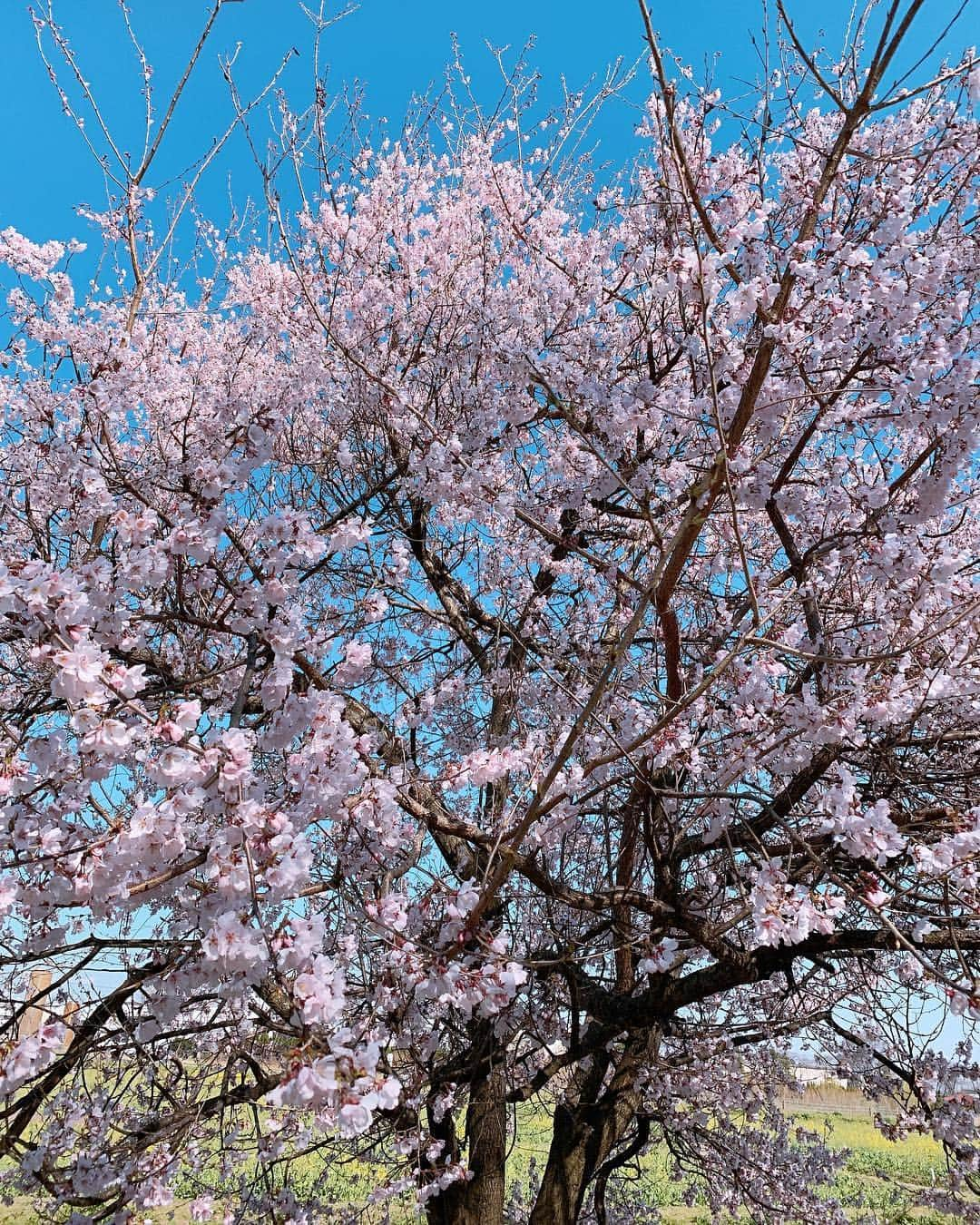 志村玲那さんのインスタグラム写真 - (志村玲那Instagram)「#モンハン部 #3月に行ったからカンザクラ系しかまだ咲いてなくて実はソメイヨシノは冬のまんまだったんだ、、、笑笑🌸🌸 #青桜っていう泡盛を沖縄で買ってきて🍹いざのもう🌈とおもったら割るの忘れてて結局一口だけ玲那がショット的なノリでのんだけど家で割って飲む事してやめました🦋 #ちなみにモンハン部の4人のうちお酒すきなのは2人だけです(　˙-˙　)」4月2日 10時18分 - rena_shimura