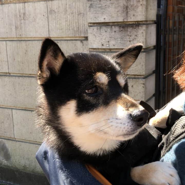 vo_coのインスタグラム：「🐶 初めてK9が装着出来たから 今日はリュック記念日 もう少し慣れたらチャリにチャレンジしよう * #k9sportsack  #shibastagram #instashiba #shiba #shibainu #黒柴 #柴犬」
