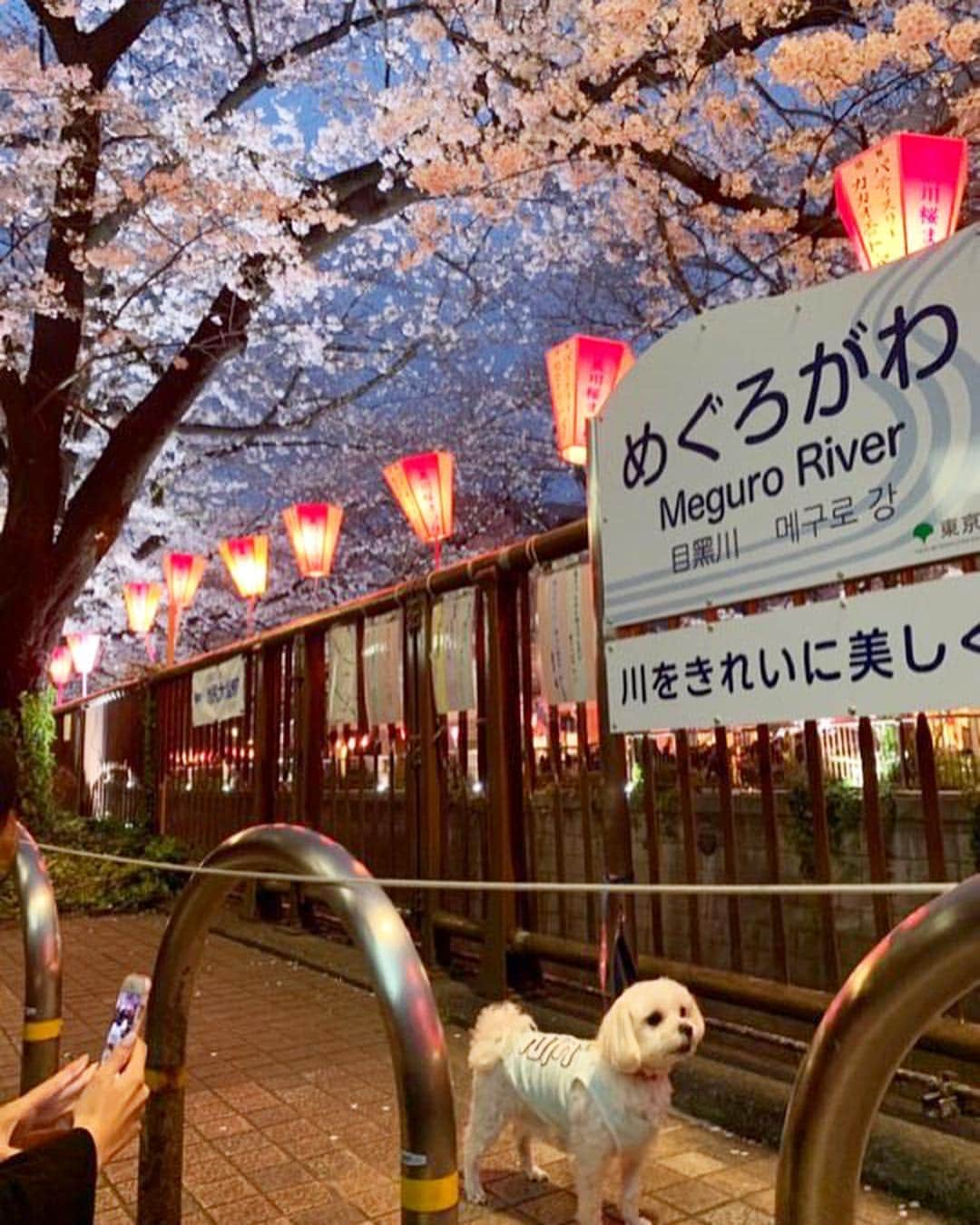 のインスタグラム：「4月になりお花見のシーズンですね🌸﻿ ﻿ スキンガーデン店長のわんちゃん 갈비（カルビ）君が﻿ 目黒川のお花見をしました🐶🌸﻿ ﻿ 皆様もお花見行かれましたか？？😘🍡﻿ ﻿ ﻿ #skingarden #スキンガーデン #新大久保 #신오쿠보 #韓国 #韓国メイク #韓国コスメ #メイク #コスメ #한국화장품 #한국메이크업 #메이크업 #코스메틱 #g9skin #berrisome #elishacoy #日韓 #좋아요 #instagood #beauty #cute #お花見 #春 #桜 #벚꽃 #강아지」